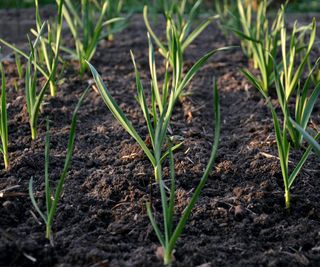 Softneck garlic growing in a vegetable garden