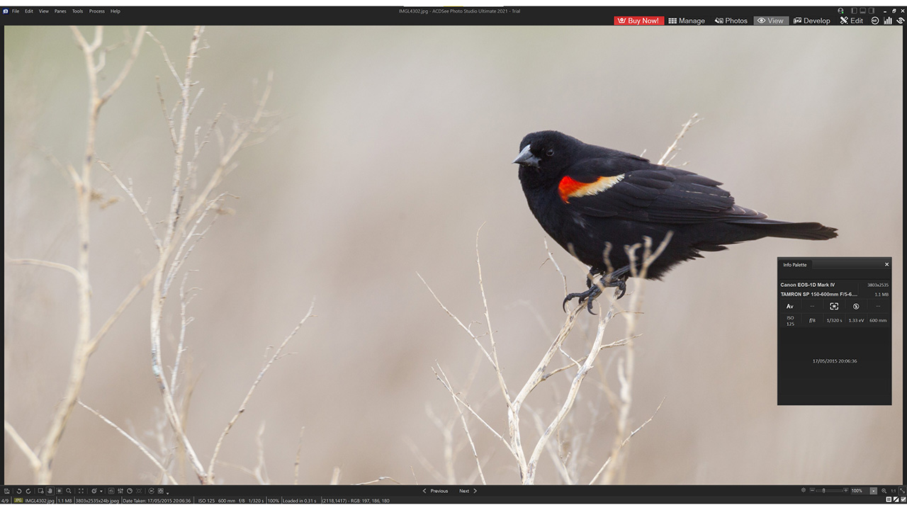 A photo of an American blackbird being edited in ACDSee software
