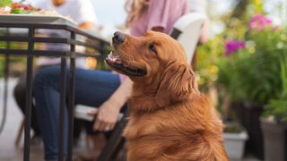 Dog sitting by its owner calmly