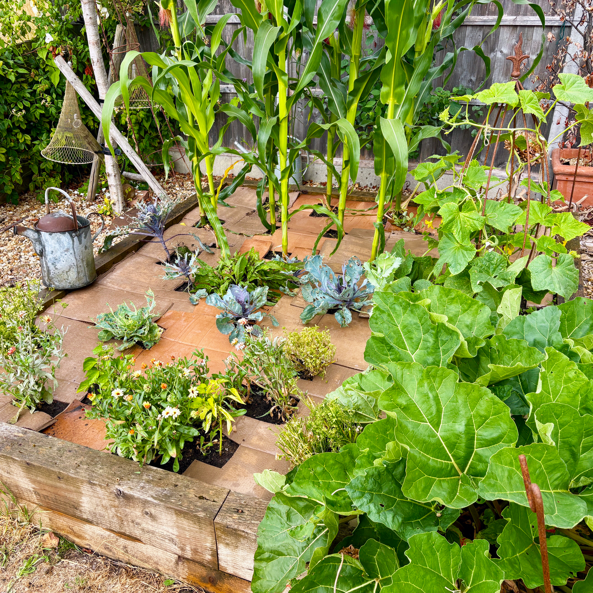 recycled cardboard used to mulch a raised vegetable bed