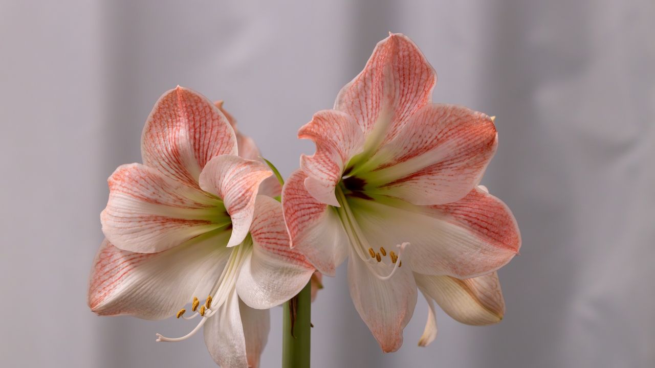 Pink and white amaryllis blooms on white background