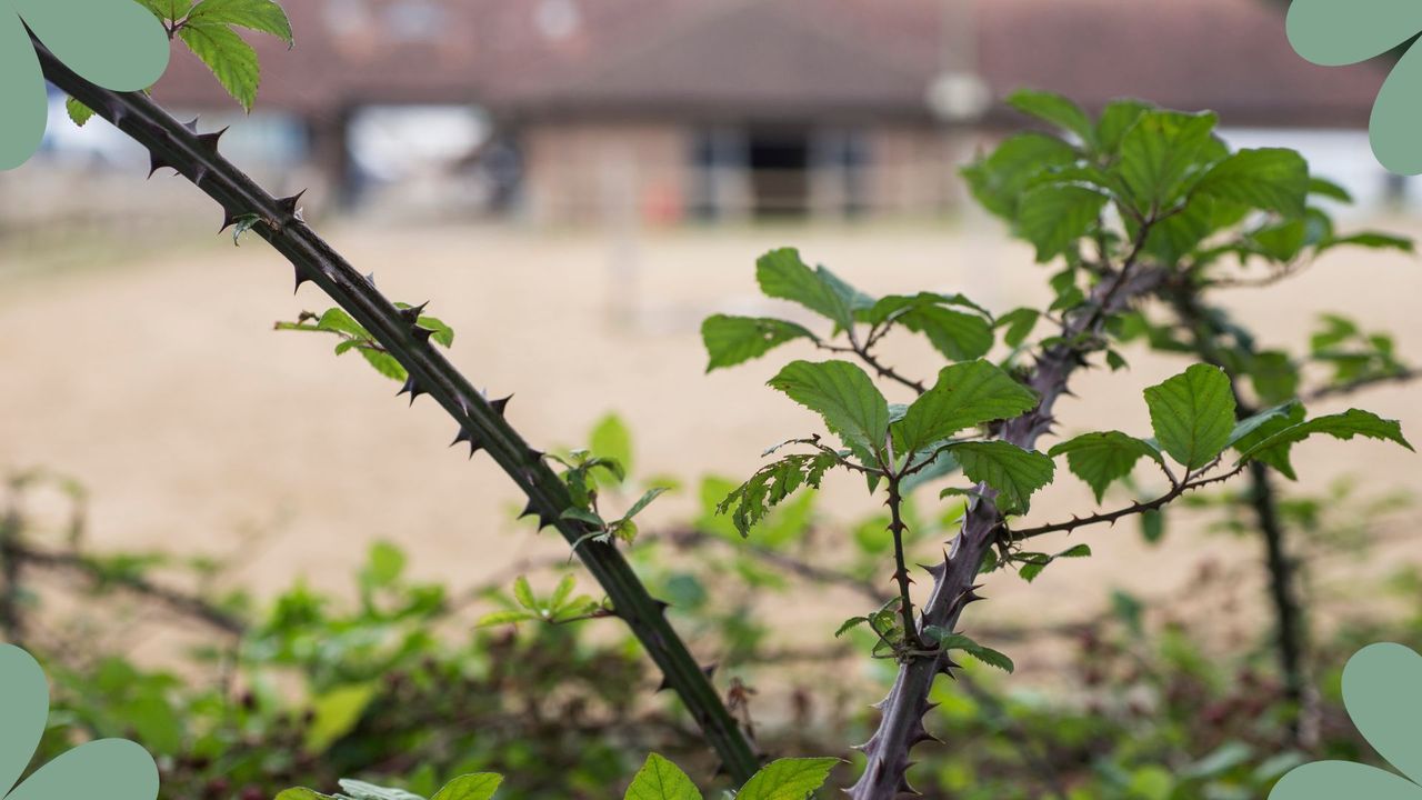 Picture of brambles in a garden