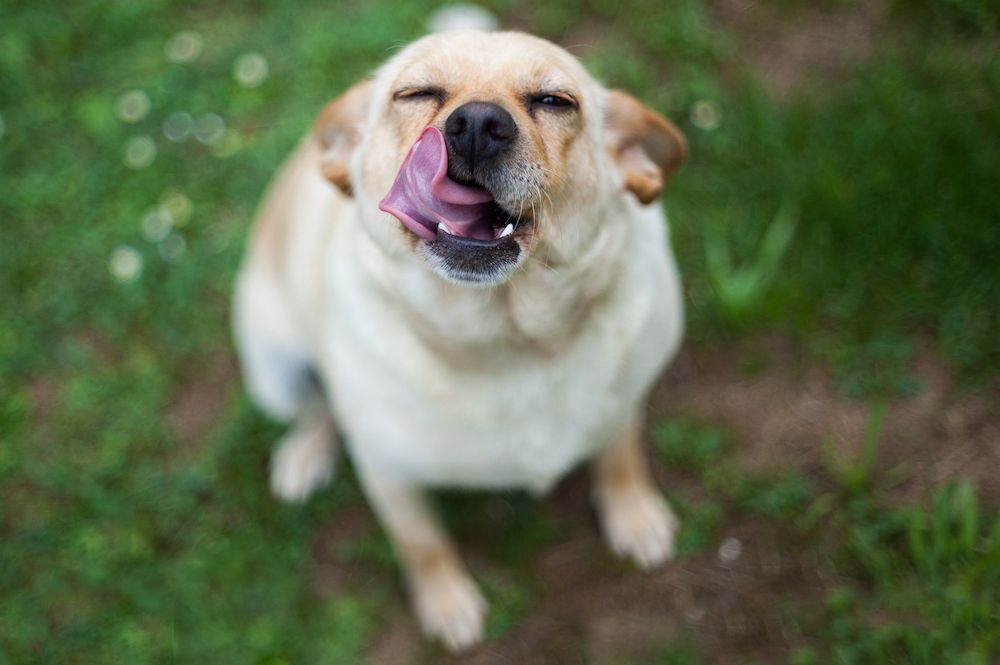 mouth licking, dog