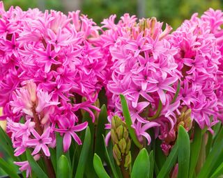 The bright pink flowers of forced hyacinths