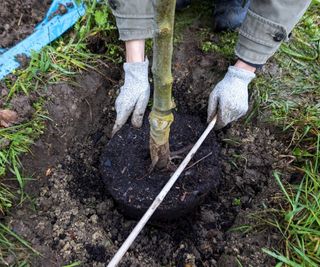 Planting a tree into a hole dug in the ground