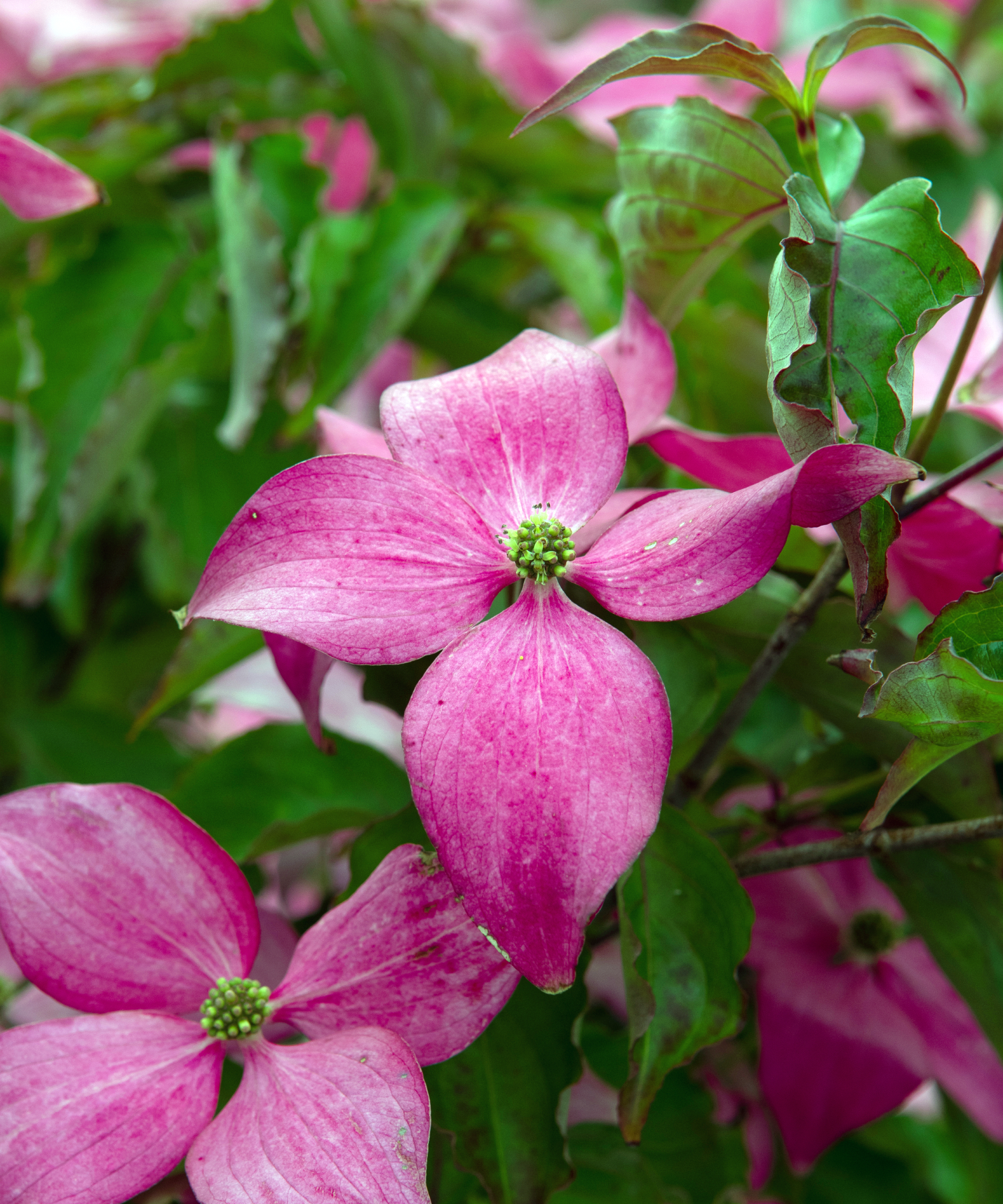 Japanese dogwood Scarlet Fire also known as Cornus kousa Rutpink, an ornamental tree with pink bracts that look like petals