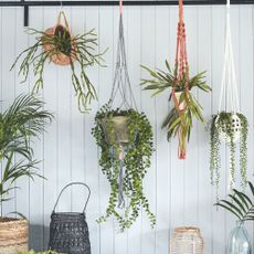 Shelf with pots of houseplants and others hanging from a rail above, fabric throws and jars