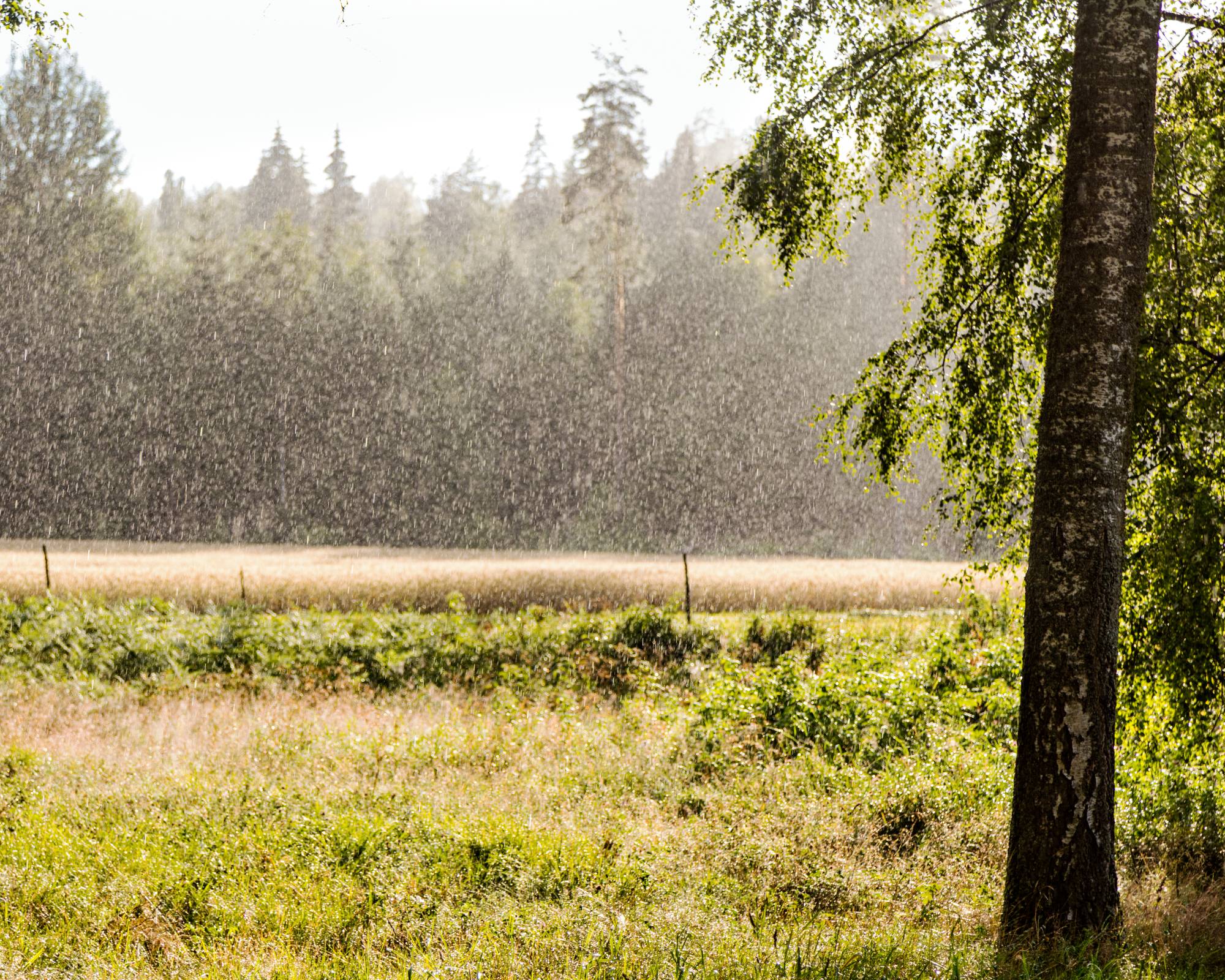 Rain shower over field with trees