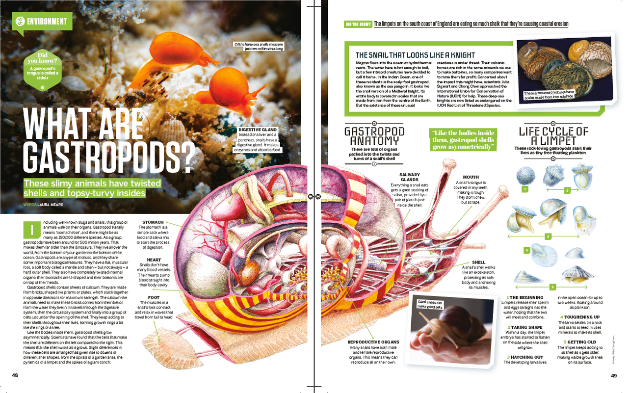 What are gastropods?