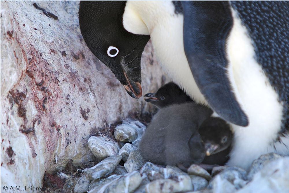Animal IQ, Baby Penguins Can Navigate Better than You