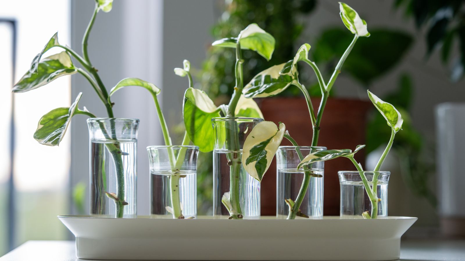 White tray with five different-sized glass tubes filled with plant cuttings