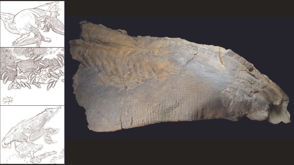 Astonishing dinosaur mummy has 'glittering' skin that was punctured and ripped b..