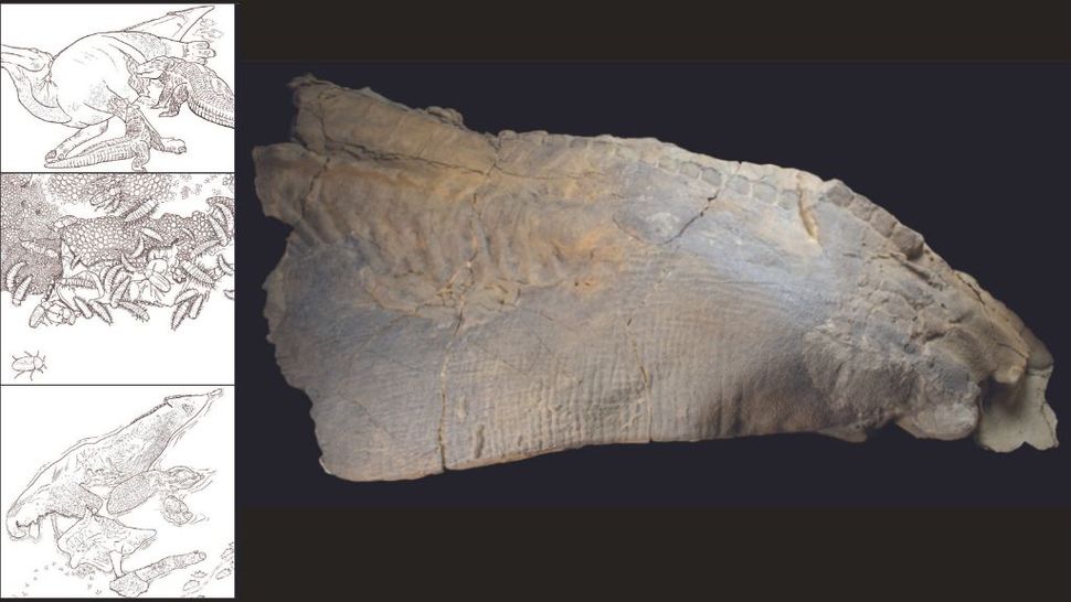 Astonishing Dinosaur Mummy Has Glittering Skin That Was Punctured And