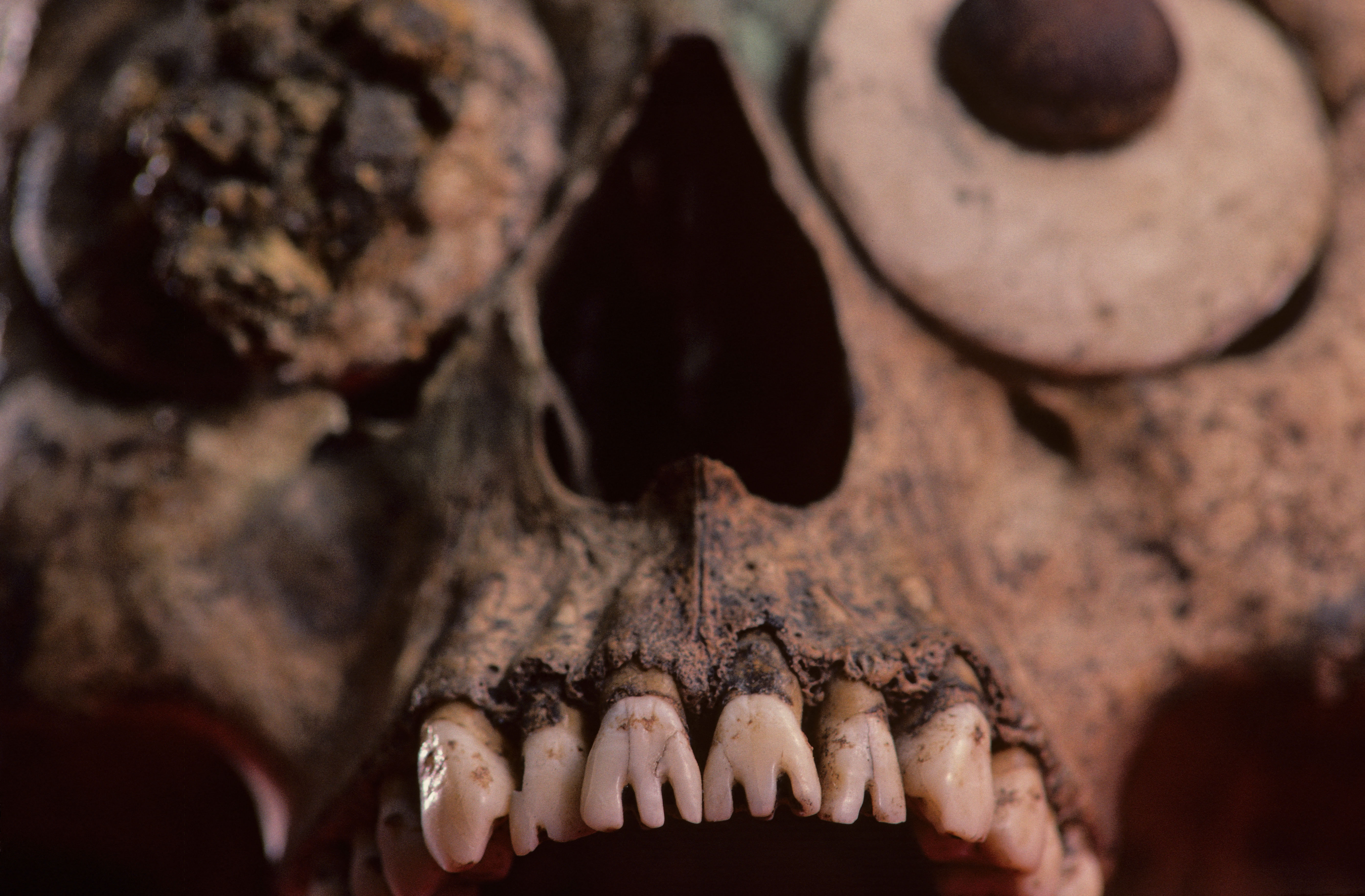 A close up of a skull shows teeth that have been modified to look like claws.