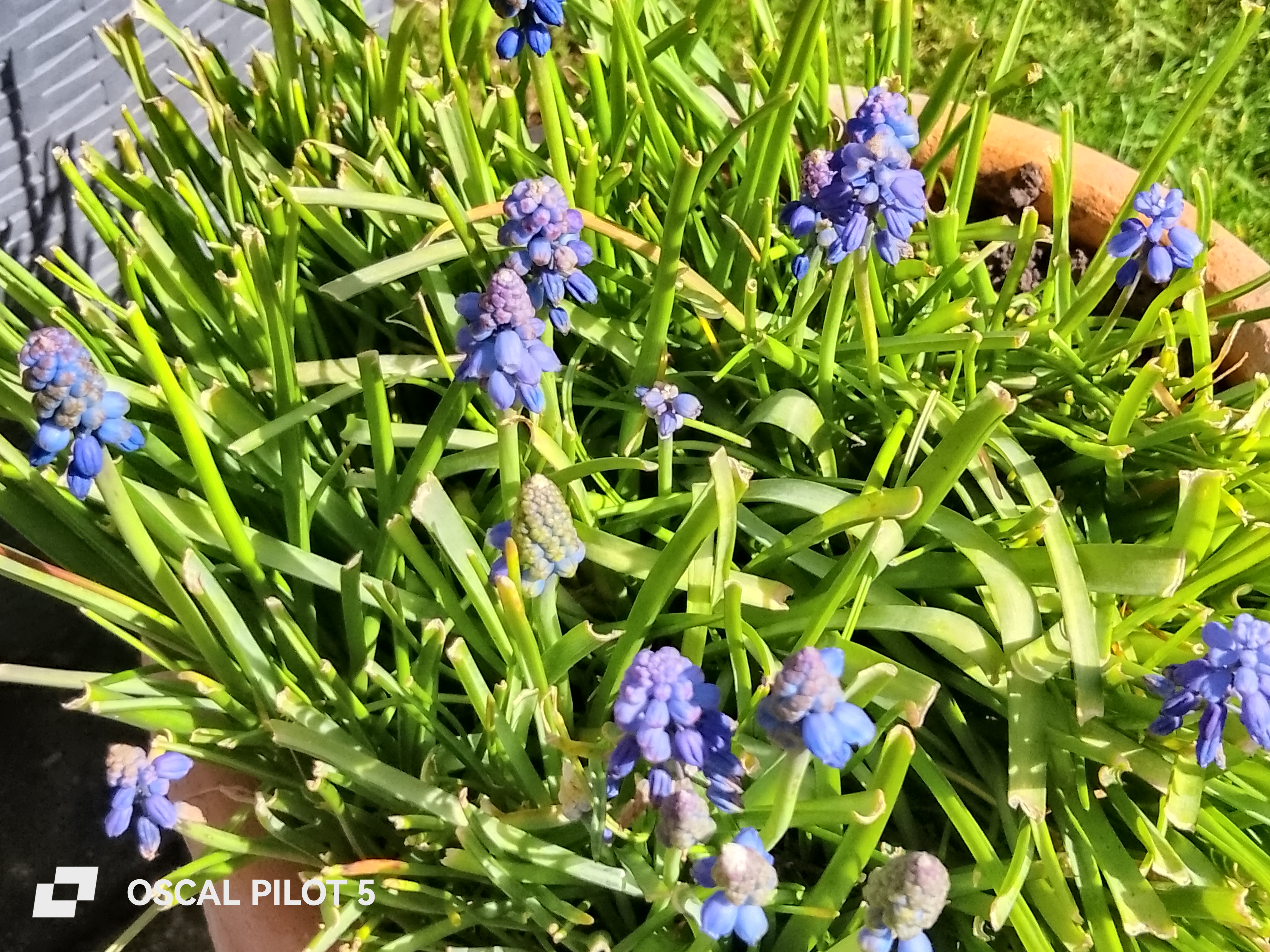 Oscal Pilot 5 Example Photos