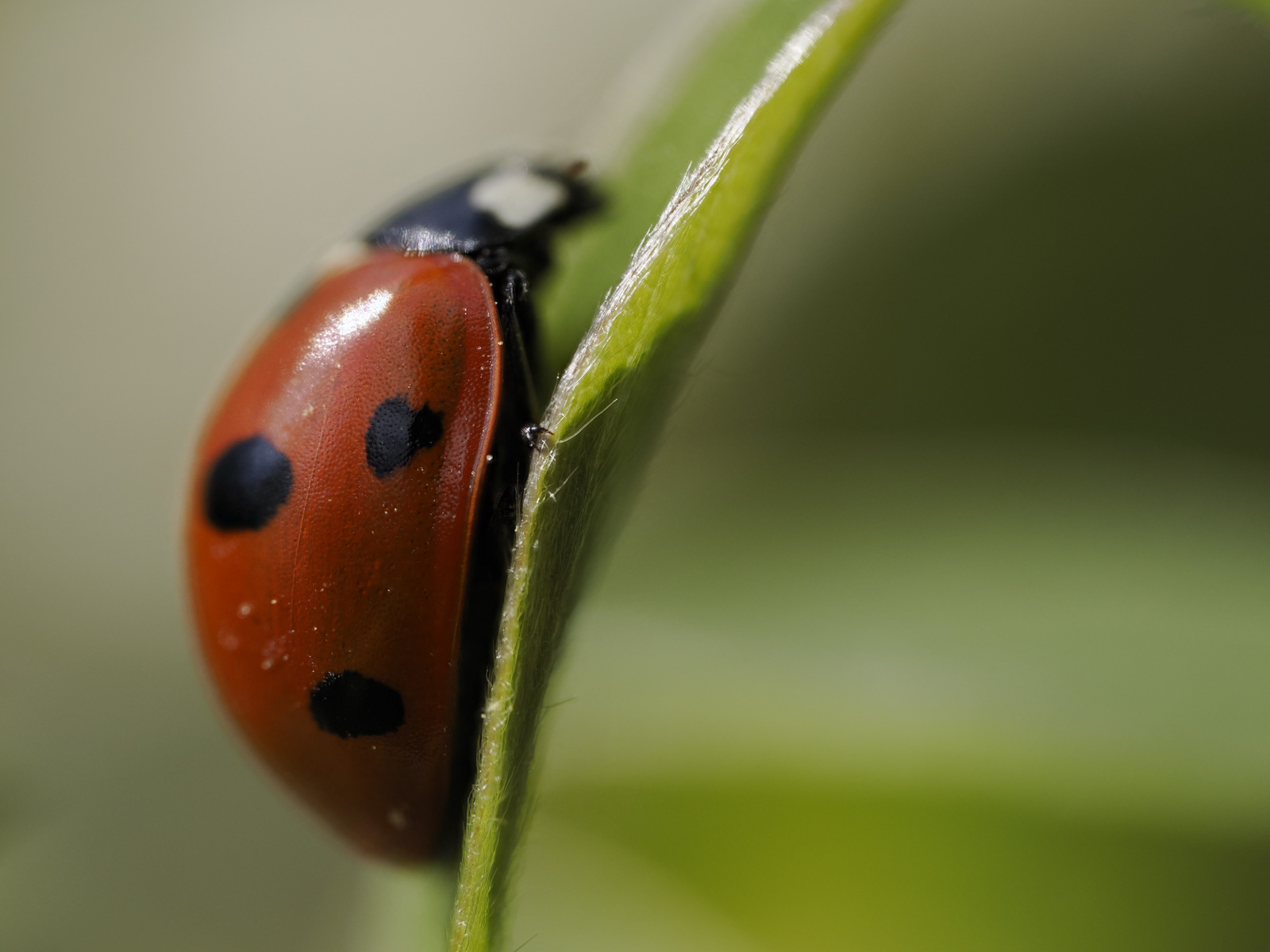 Macro photo of a ladybird on a leaf from the side