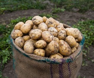 A sack of harvested potatoes on a farm