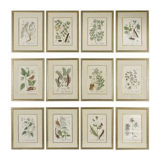 12 vintage botanical artworks with gold frames