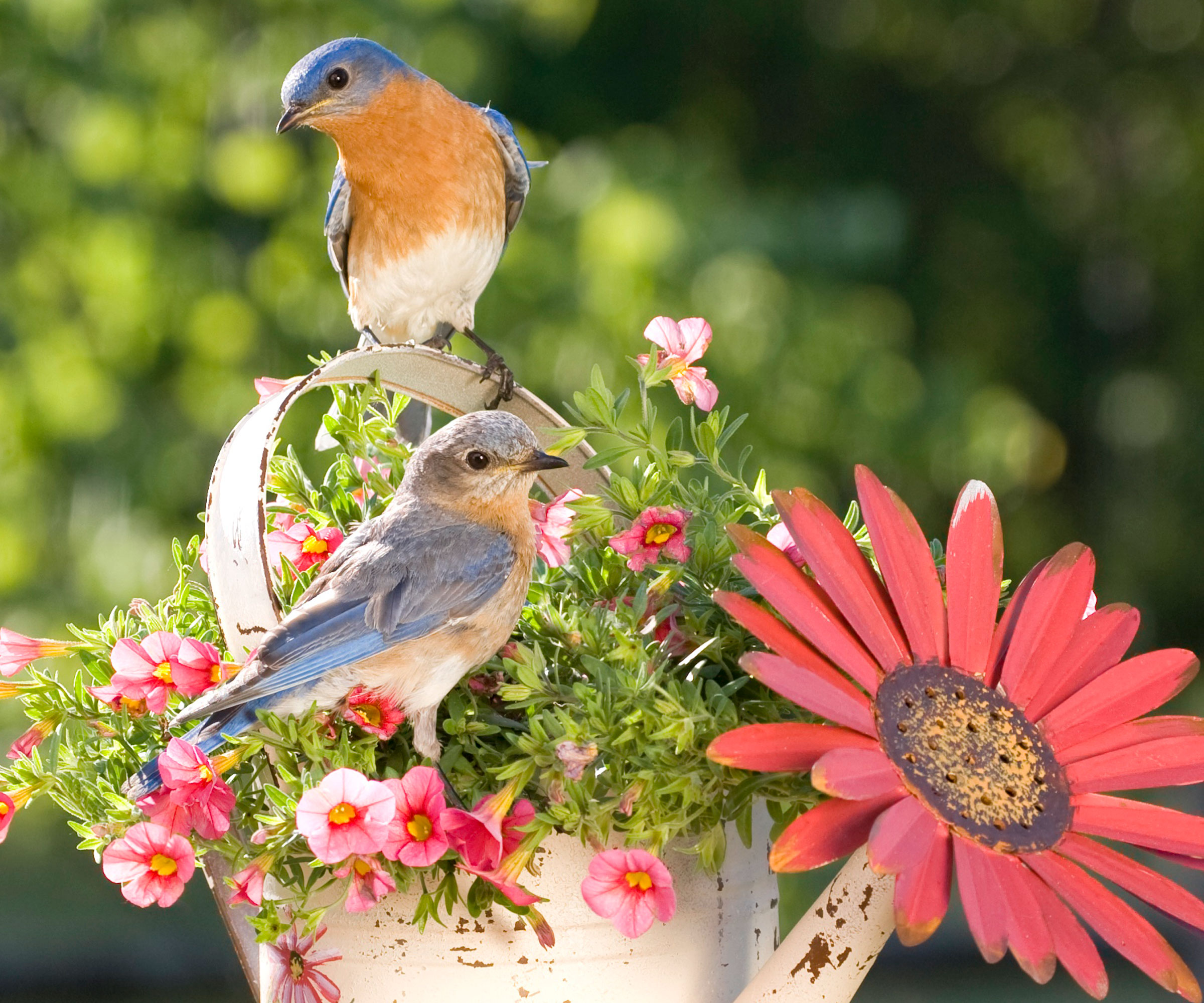 bluebirds sitting on a white watering can