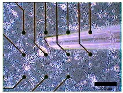 Scientists Store Artificial Memories In Neuron Network It Pro Scientists Store Artificial Memories In Neuron Network It Pro