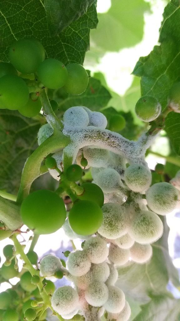Treating Grape Downy Mildew What To Do About Grapes With Downy Mildew Gardening Know How