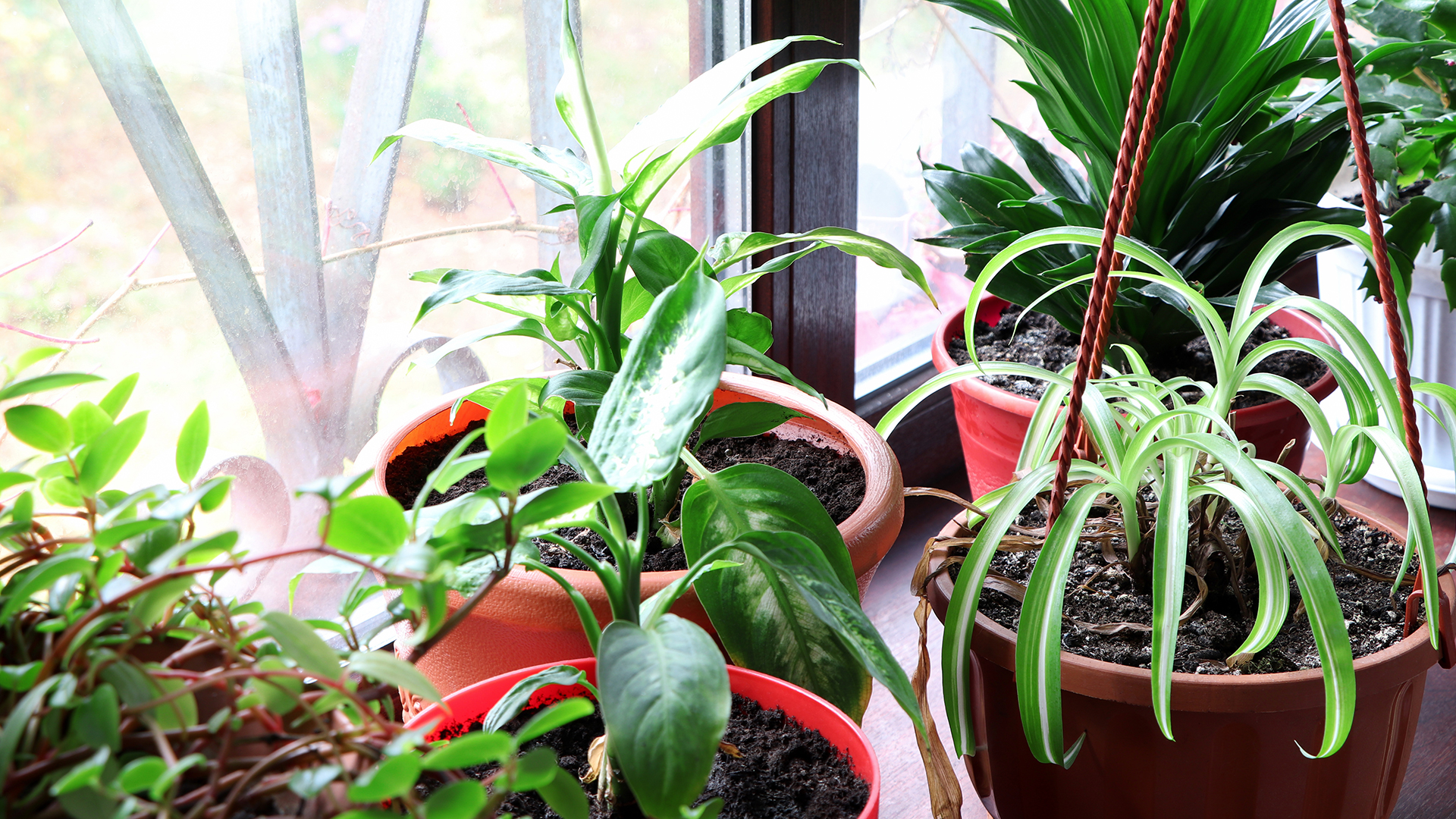A selection of houseplants on a window ledge