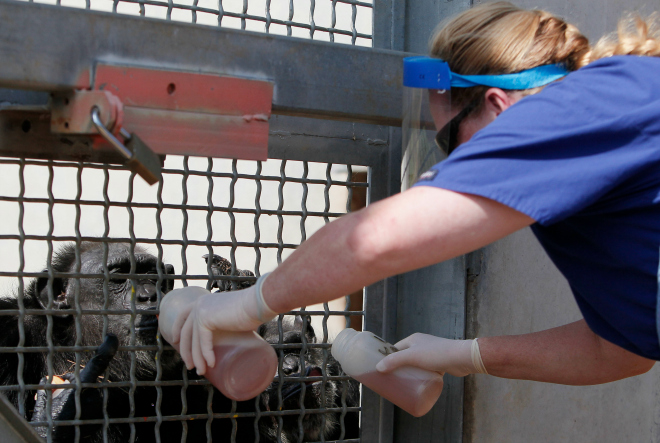 chimpanzees, chimp haven, lab animals, animal testing, chimp retirement