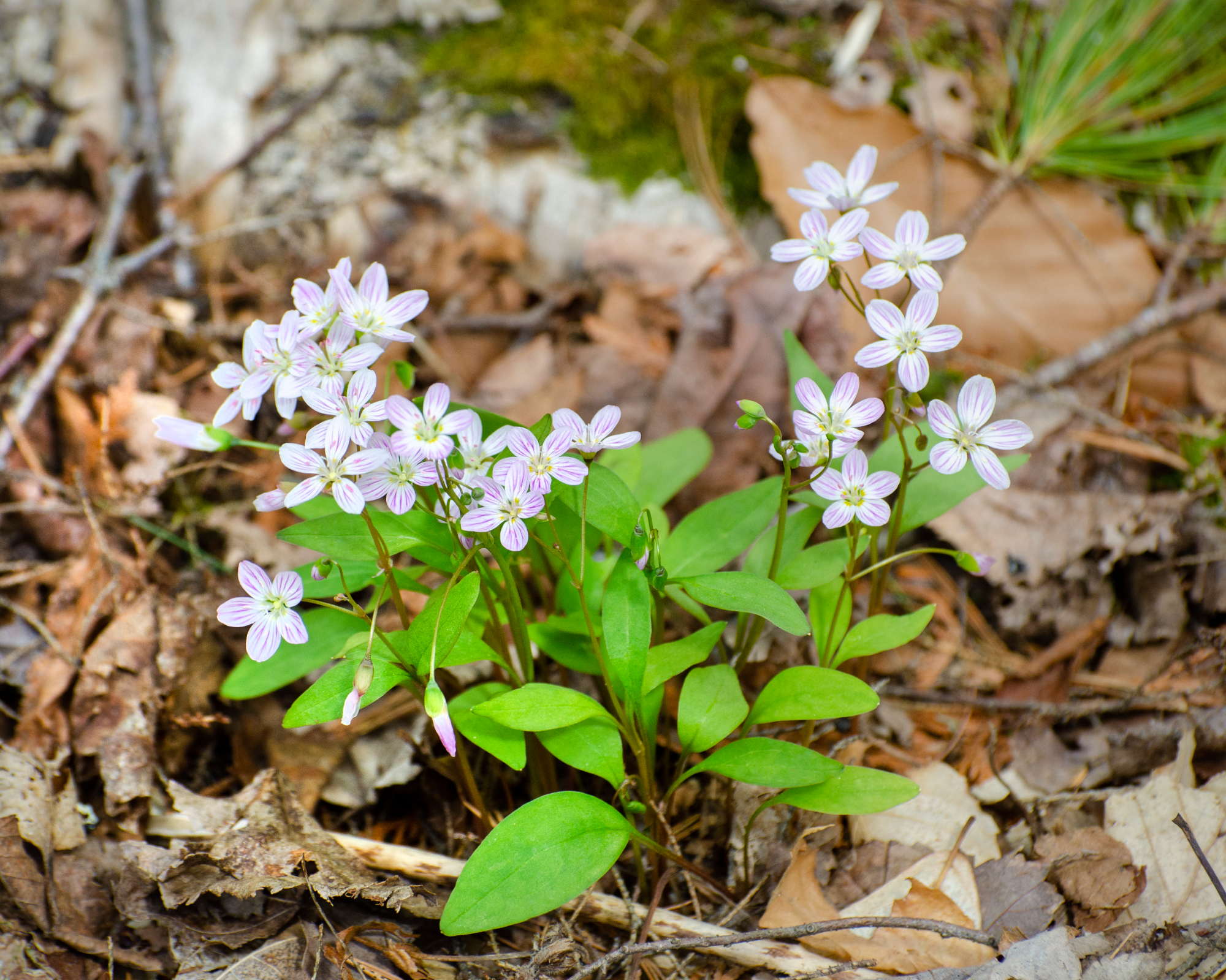 spring beauty plant in a woodland