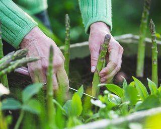 Harvesting asparagus from large planter