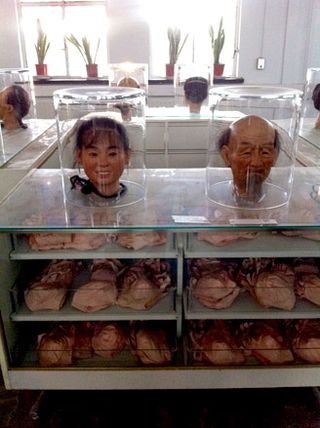 Heads on display