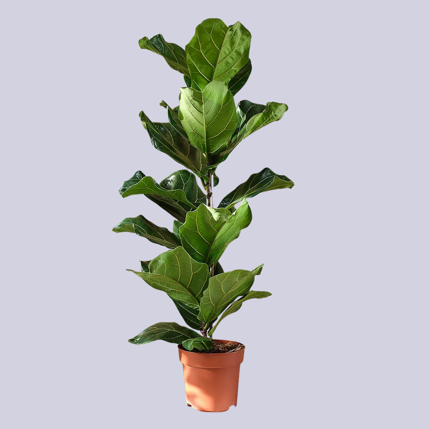A potted fiddle leaf fig plant