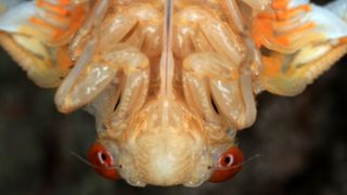 A periodical cicada, a member of Brood X, hangs upside down after emerging from its shell.