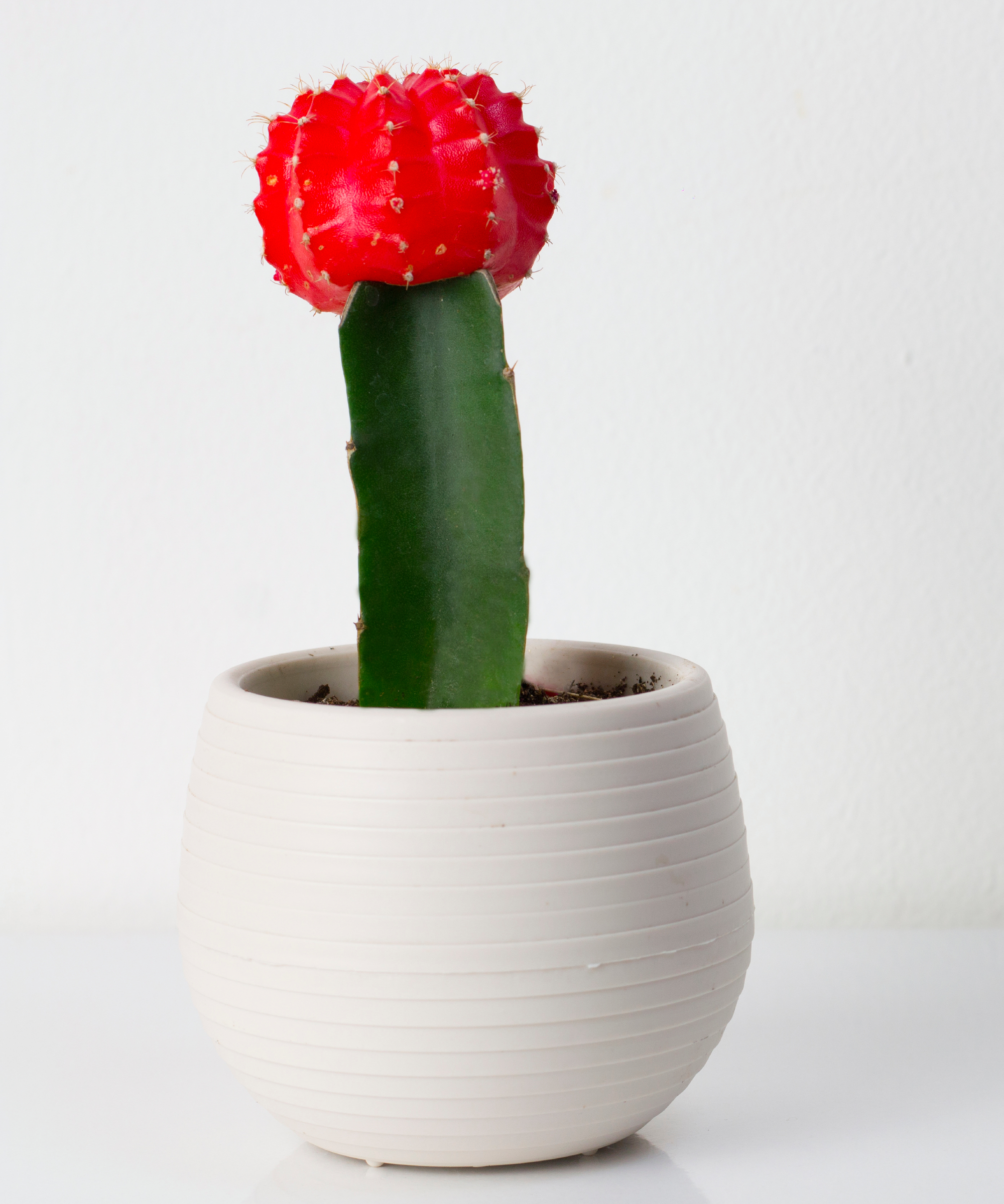 potted moon cactus