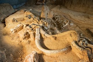 A mammoth fossil at Waco Mammoth National Monument in Texas.