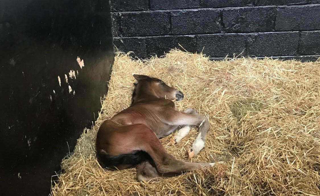 Joey AKA Joe Malone was orphaned as a foal.