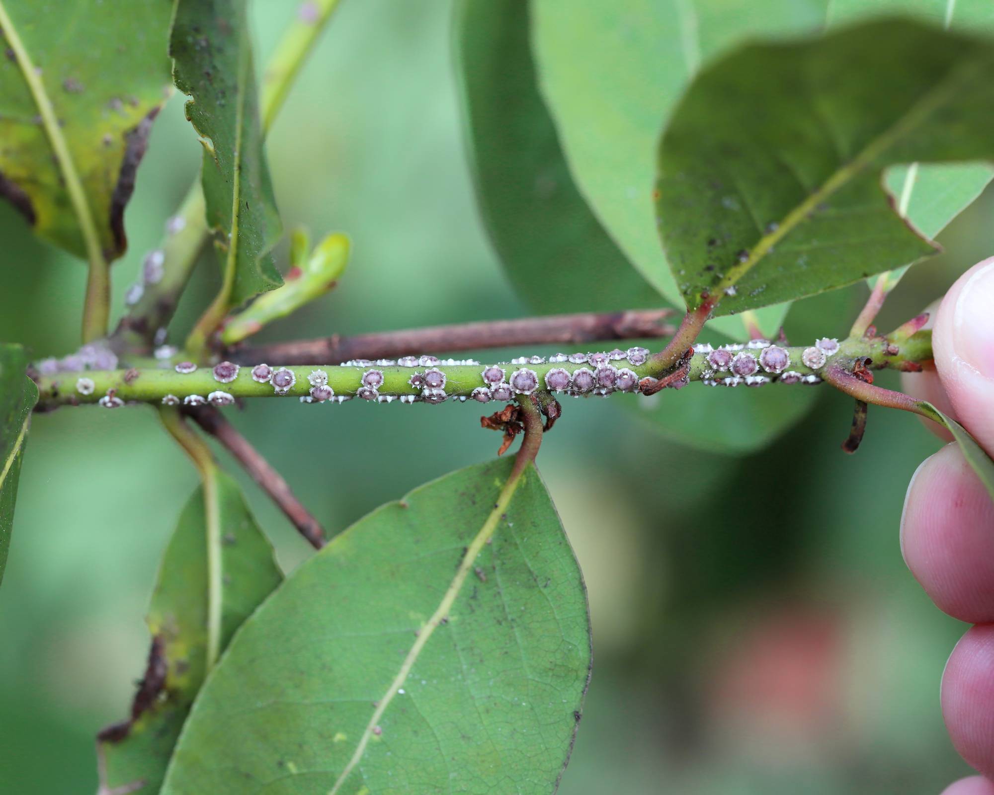 Soft scale insects on twig