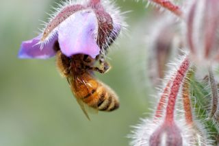 Honey bee on a Borage flower