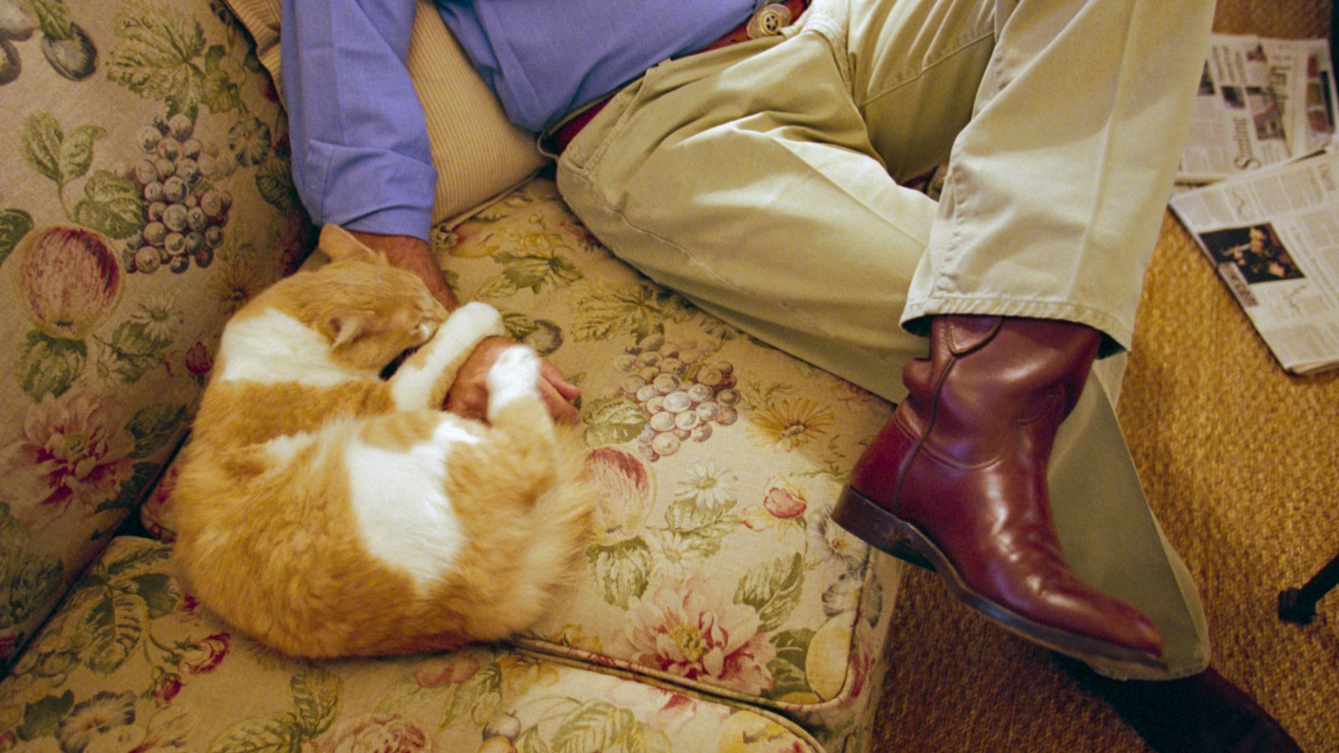 George Bush with American shorthair cat