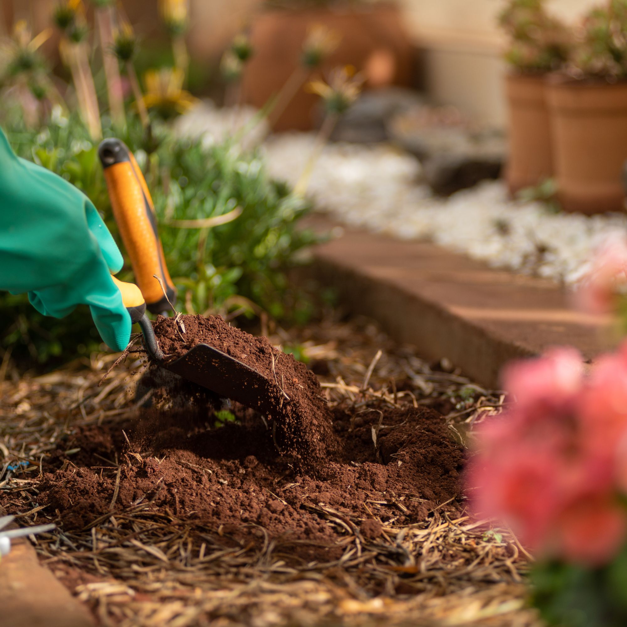 adding mulch to camellias