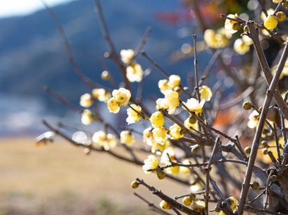 Yellow flowers growing outdoors on a wintersweet bush