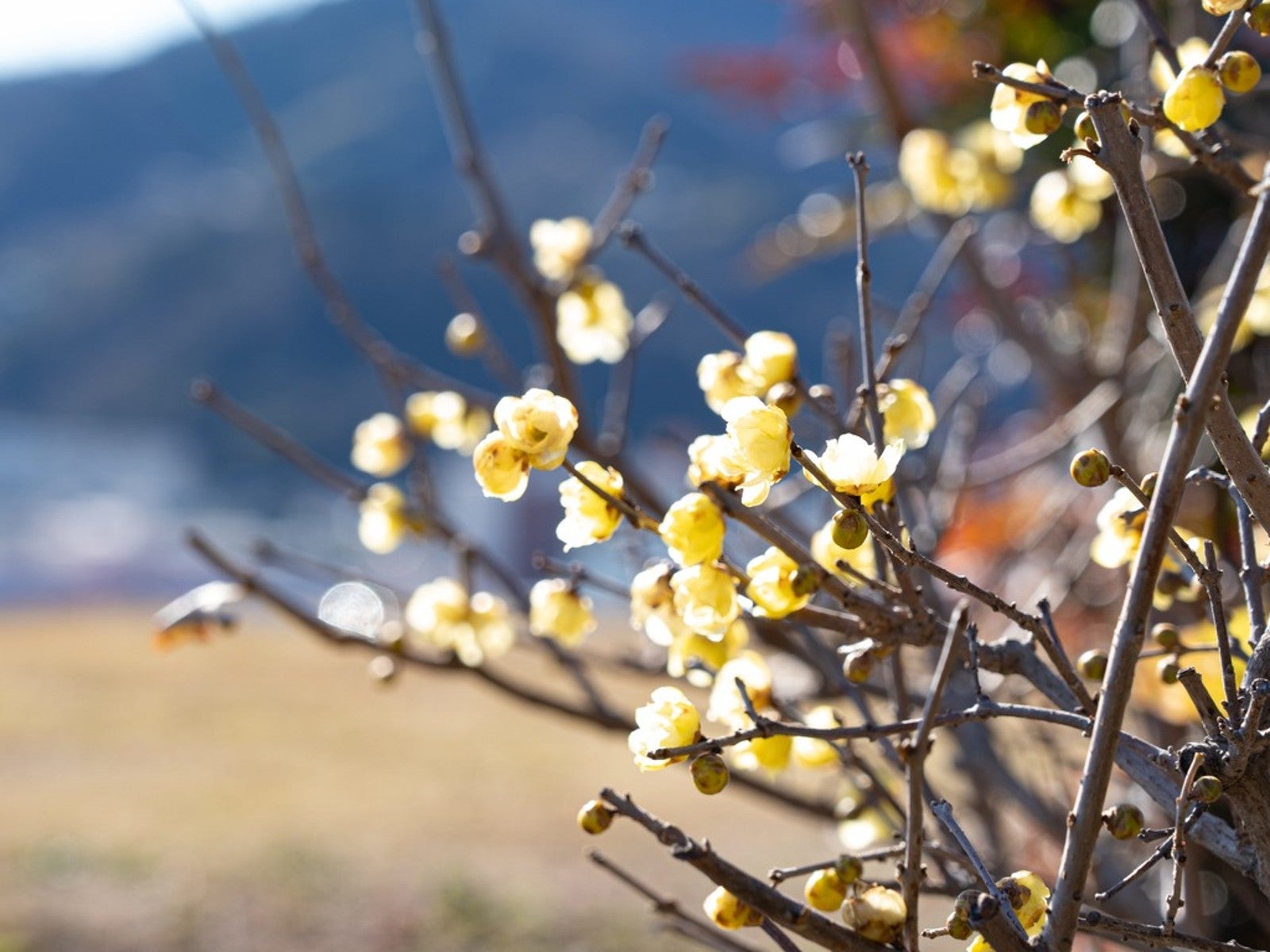 Winter sweet outlet flower