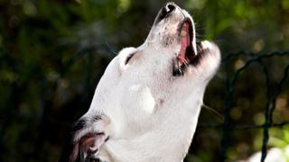 White dog howling in the park