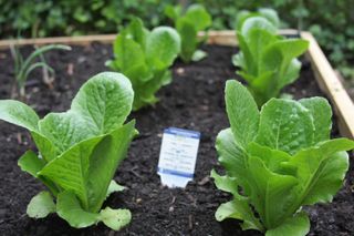 how to grow spinach: young plants pop up in a few weeks