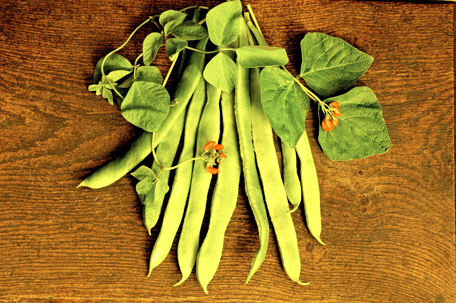 How to grow runner beans from seed and in pots Homes & Gardens
