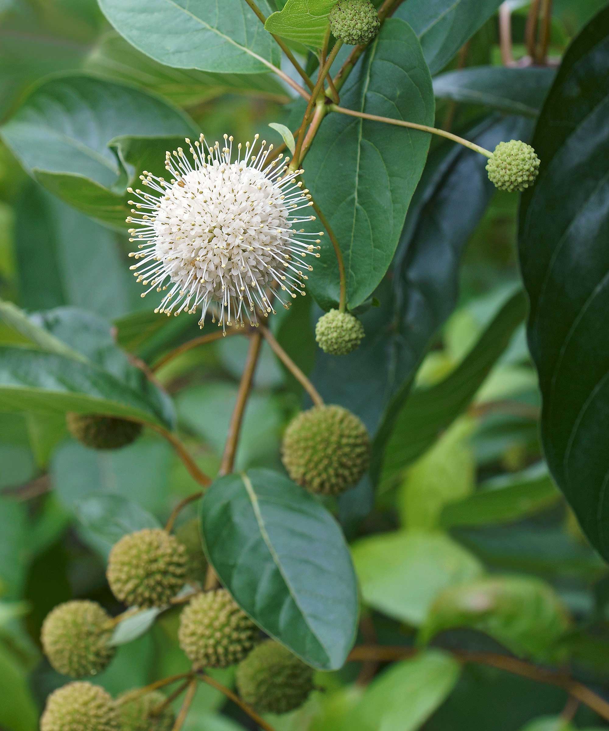 buttonbush flower
