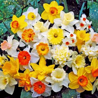 Narcissus Top of the Line Mix daffodils