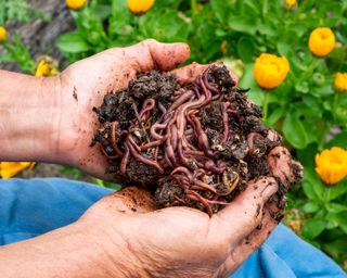 Holding worms in compost in garden