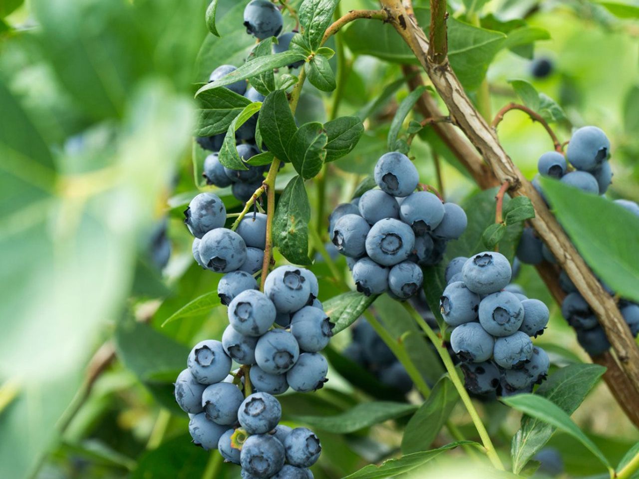 Bush Full Of Blueberries