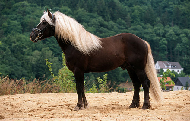 Black-Forest-Horse.jpg