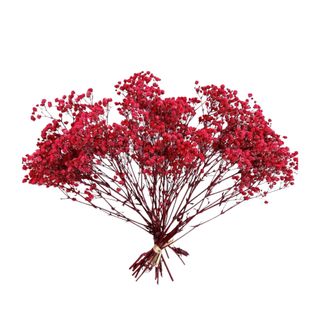 A bunch of red baby's breath flowers